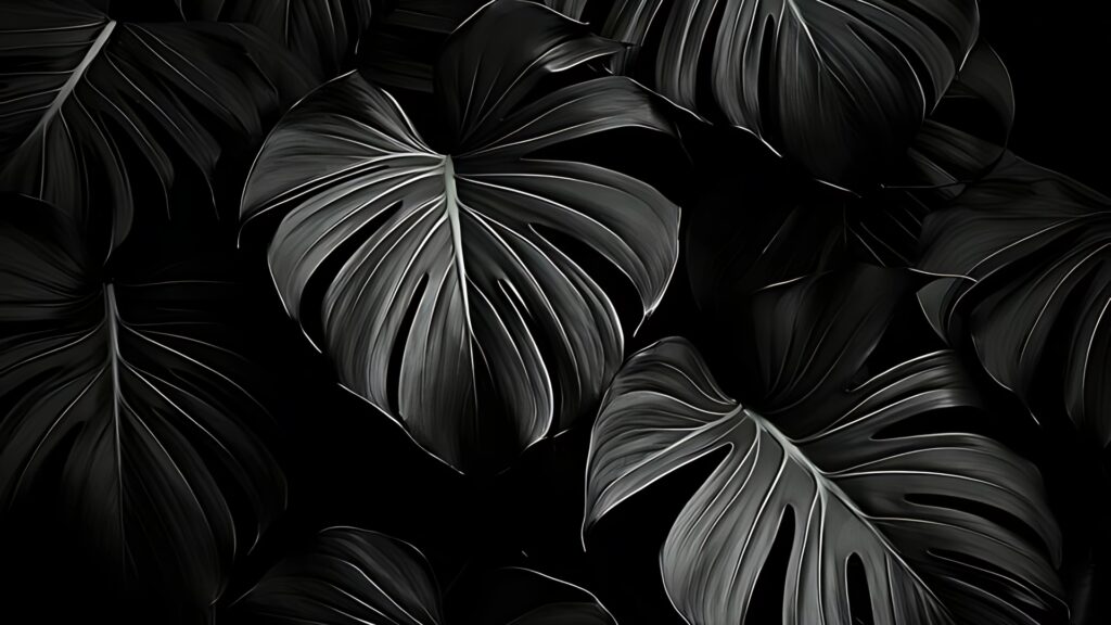 Black and white wallpaper featuring large monstera leaves with deep shadows and detailed textures.