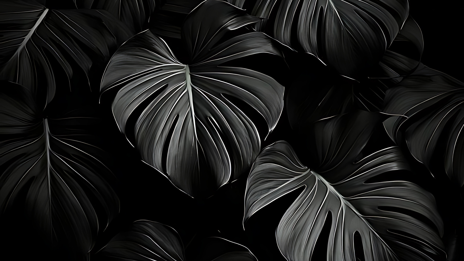 Black and white wallpaper featuring large monstera leaves with deep shadows and detailed textures.