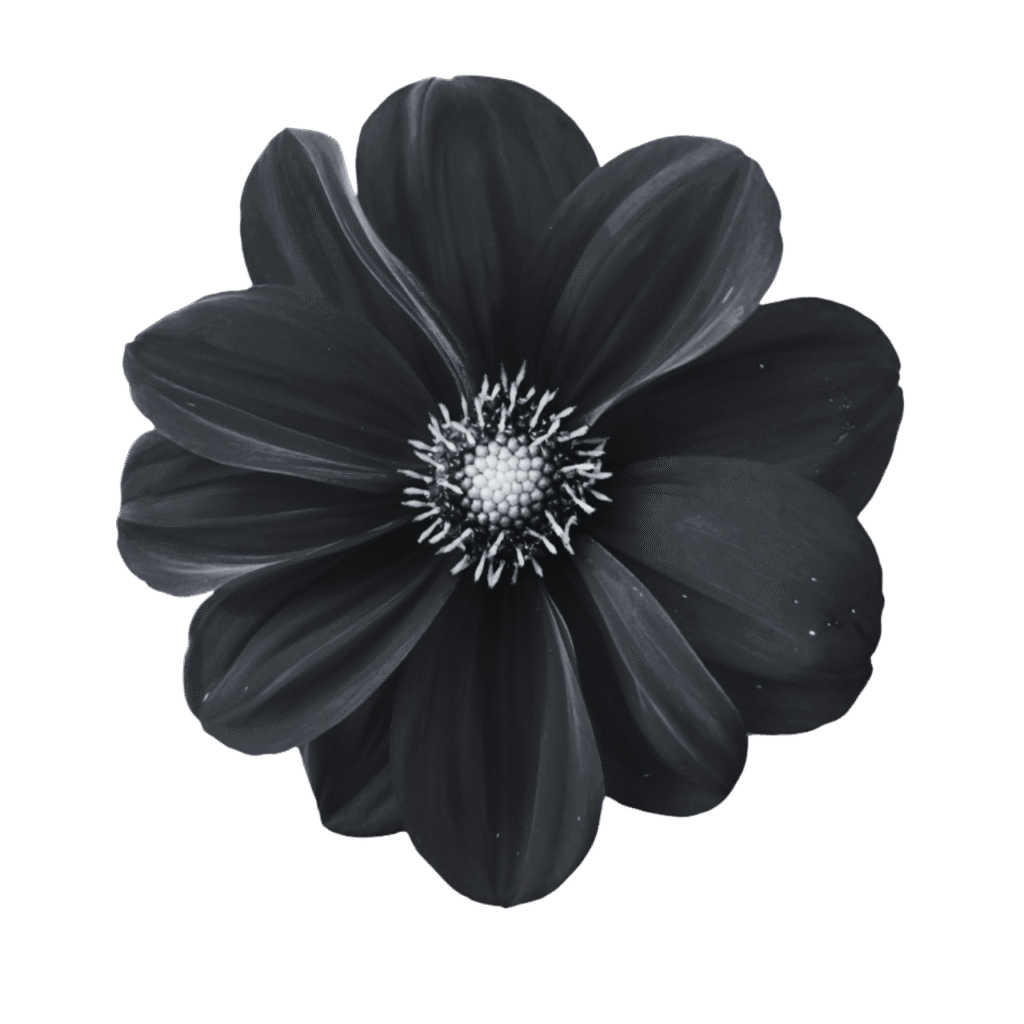 Monochrome black and white flower clipart PNG with transparent background, ideal for elegant and minimalistic design use