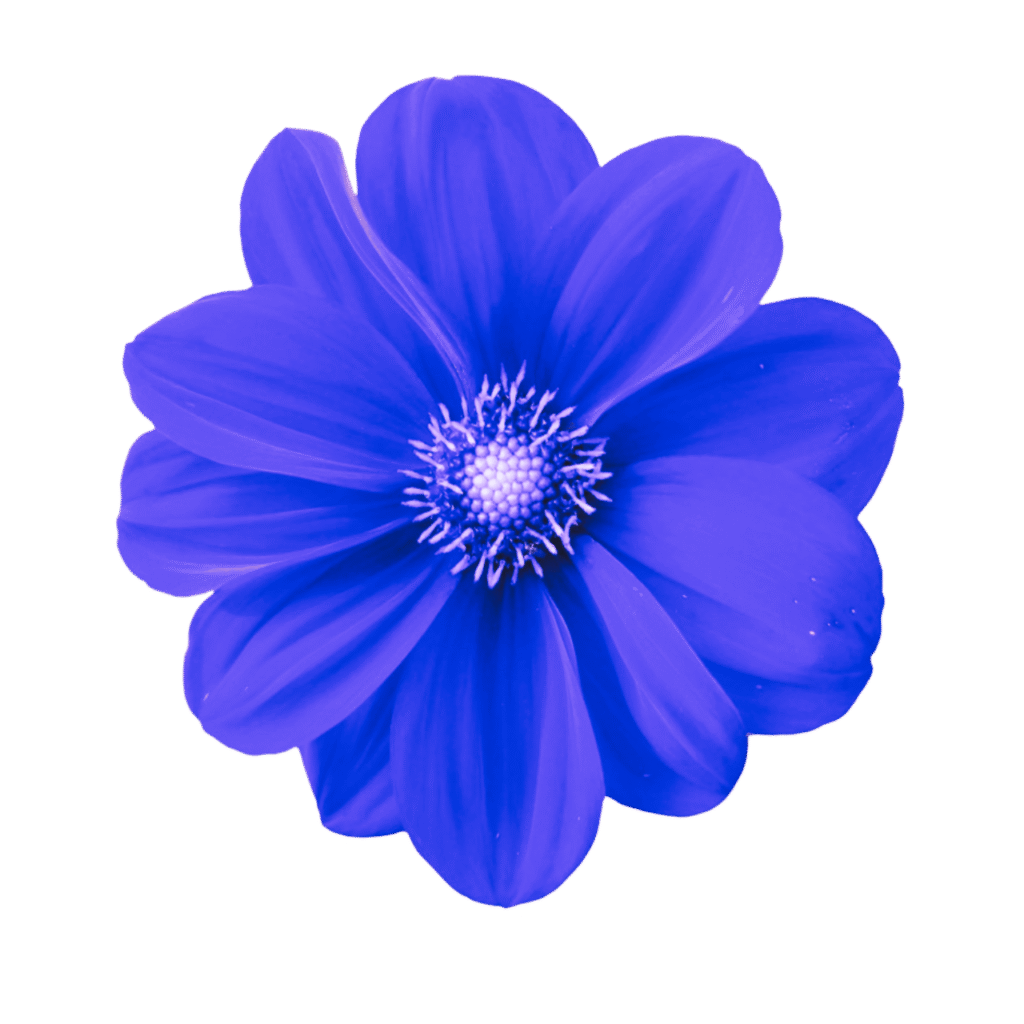 Blue flower clipart PNG with realistic petals and transparent background, perfect for creative and digital design use