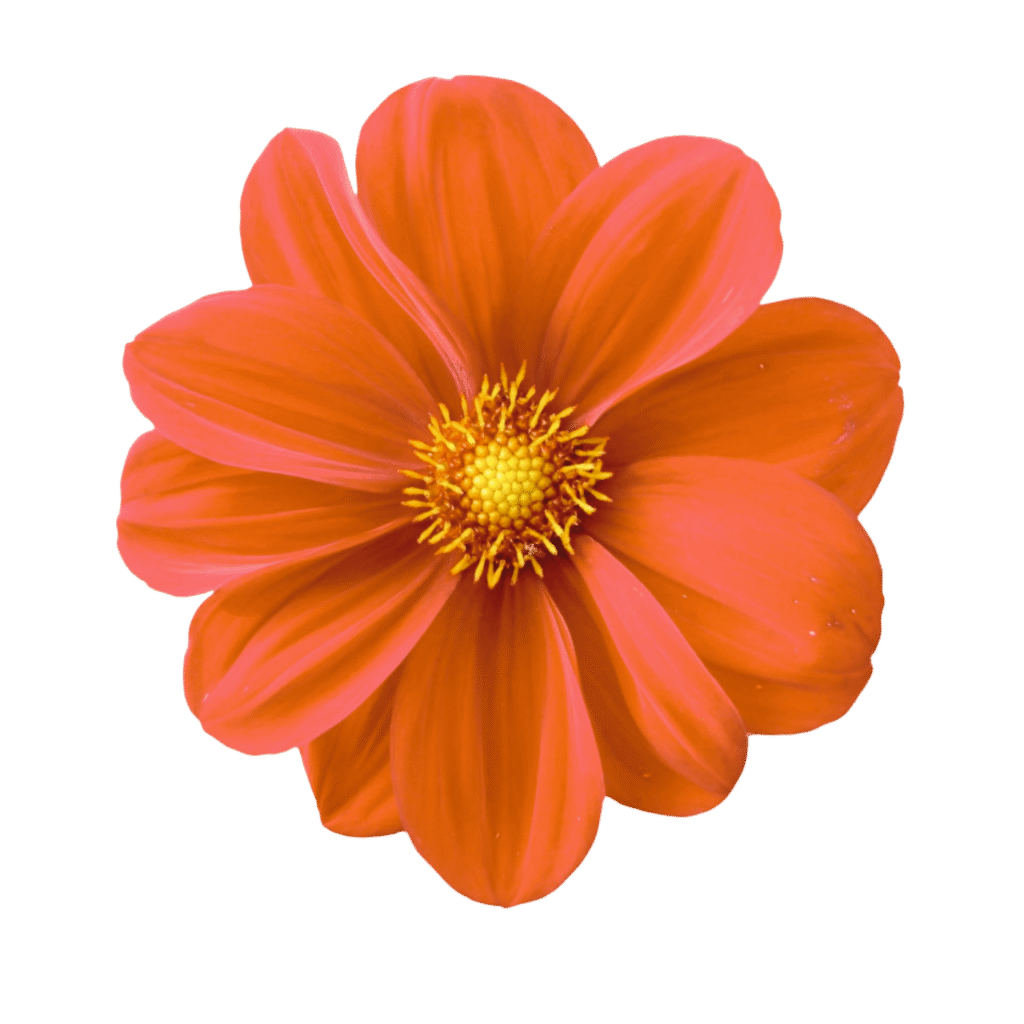Single orange flower clipart PNG with realistic petals and a transparent background, ideal for design and decoration