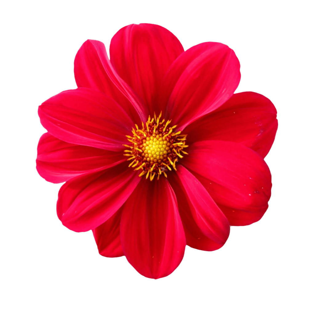 Vibrant red single flower clipart PNG with yellow center and transparent background for design and decoration